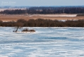 031_Biebrza - marzec 2013